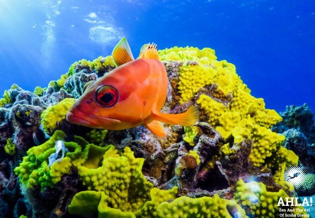 fish in red sea eilat diving