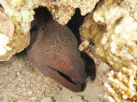 moray eel