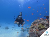  дайвинг лицензия_diving lisencejpg   Используется в ссылках на фотографию, заголовках.