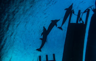 Guided Sunrise Dive with Dolphin's