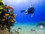 padi diving center in israel eilat - refresher dive